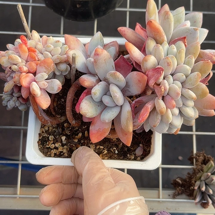 两单包邮，一物一拍粉兔缀