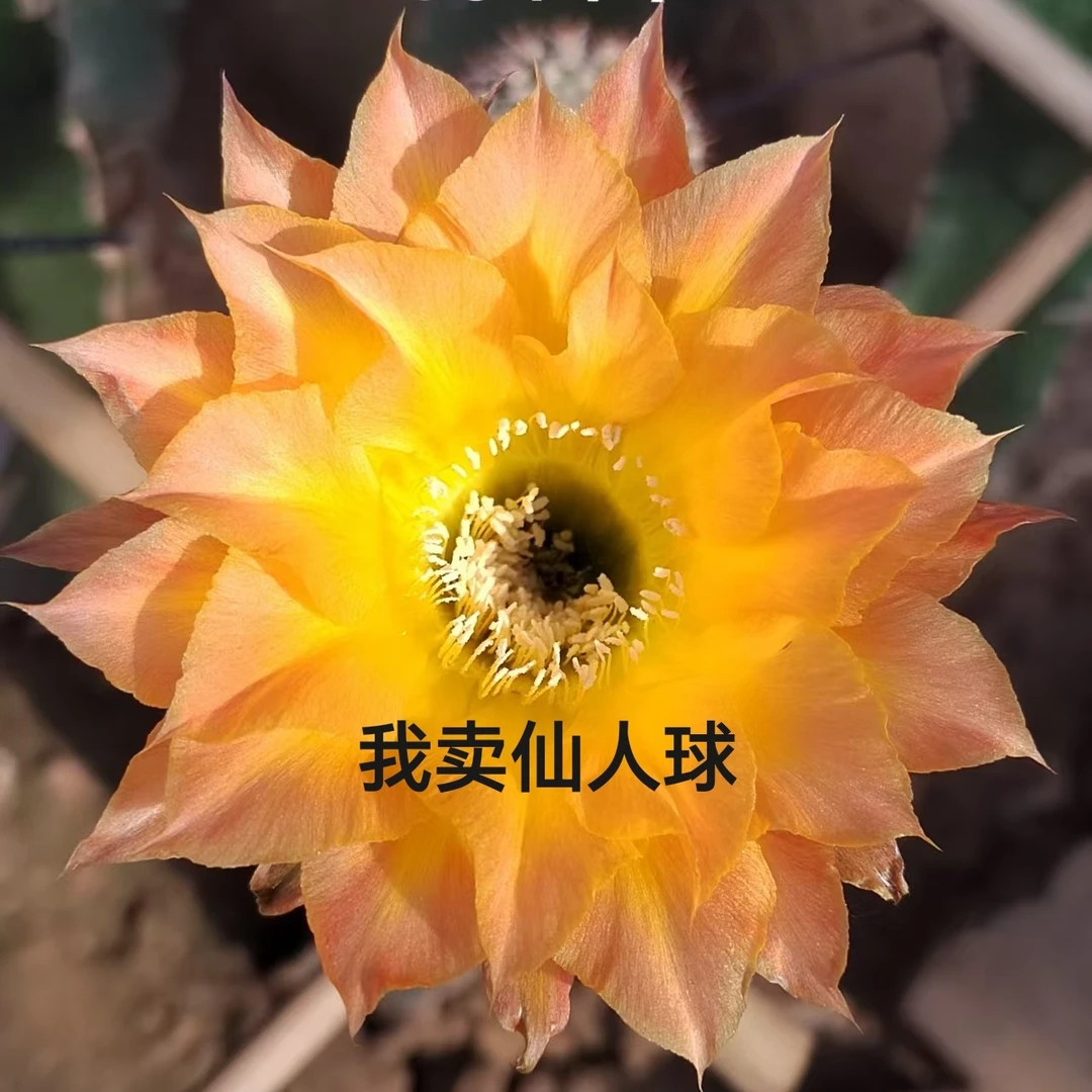 彩草cc199侧芽歪  满28包邮非偏远