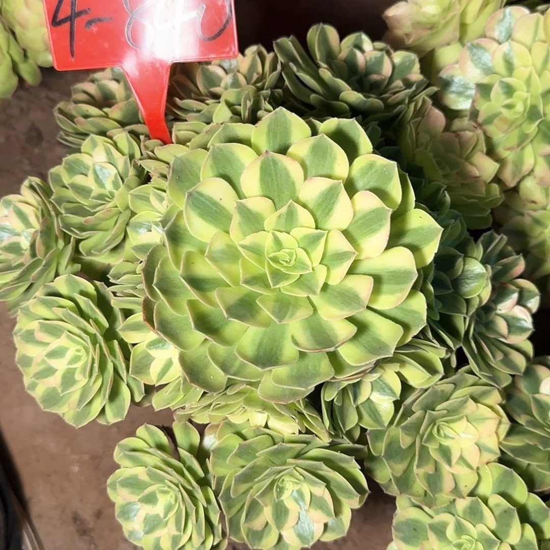 4+840雨荷多肉法师