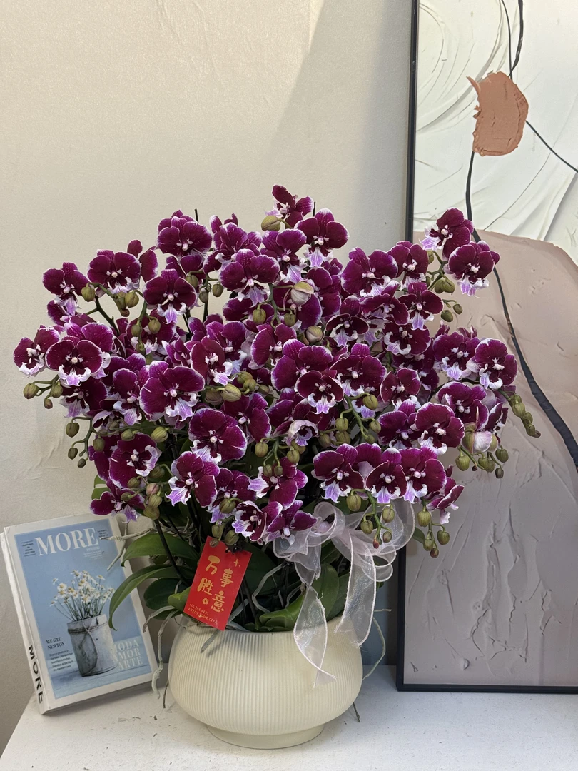 蝴蝶兰【拉丁舞群】真花 秋冬耐寒花卉 四季开花 多样性发货