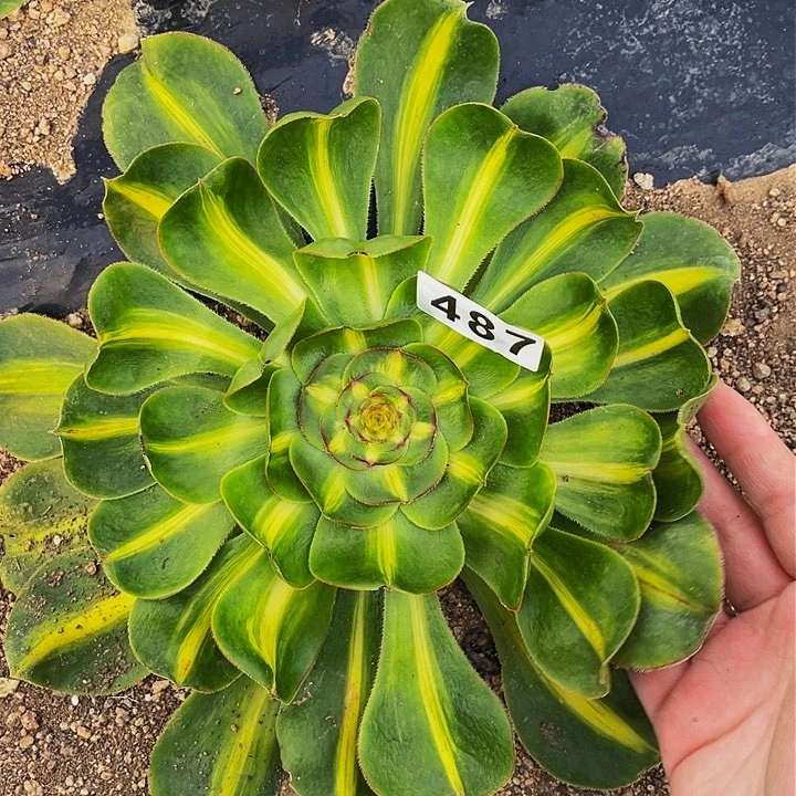 487暴君多肉植物处理不售后