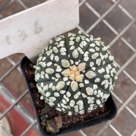 梦*实生兜单头5仙人球