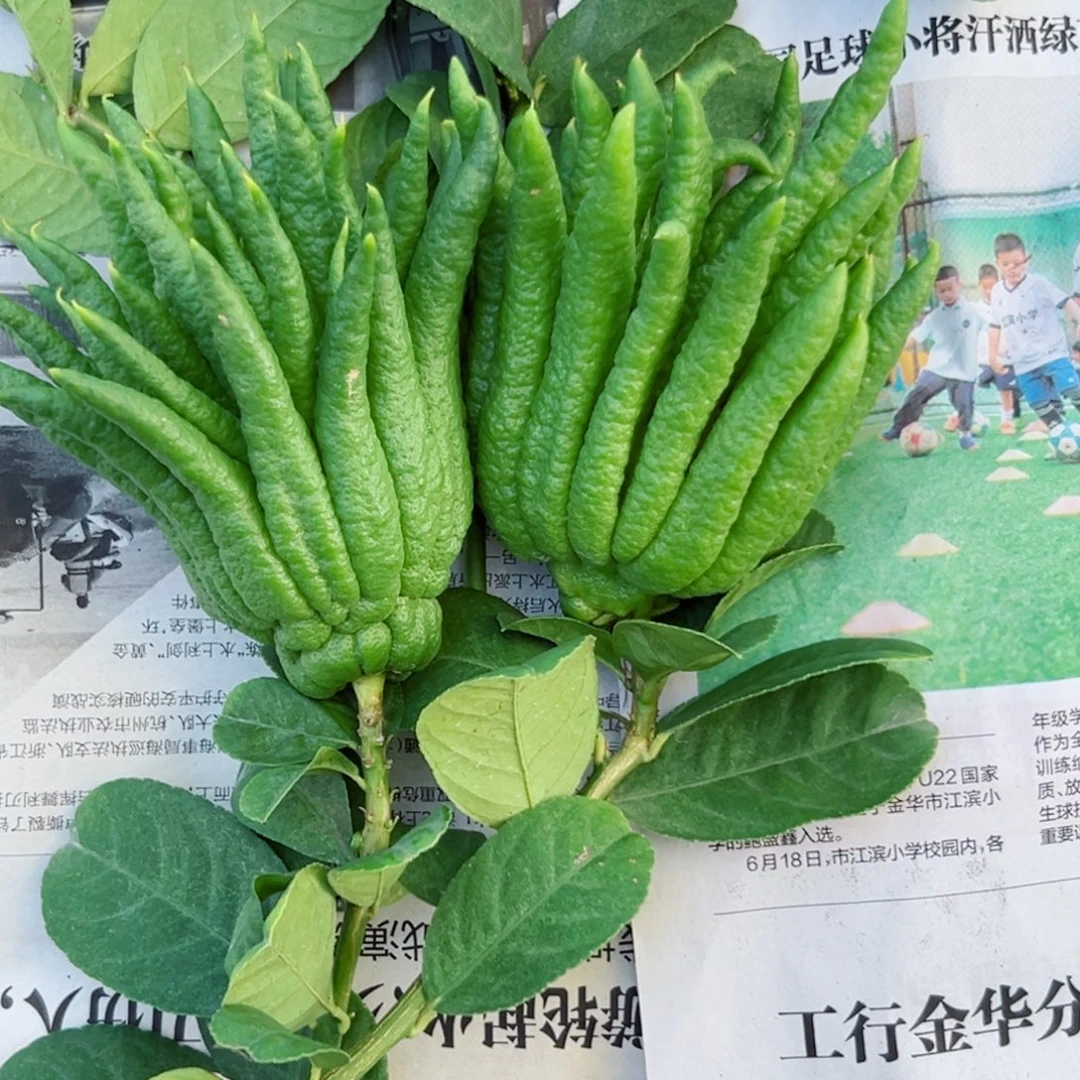 聪***完全开放后婆婆娜咯咯哦咯呀