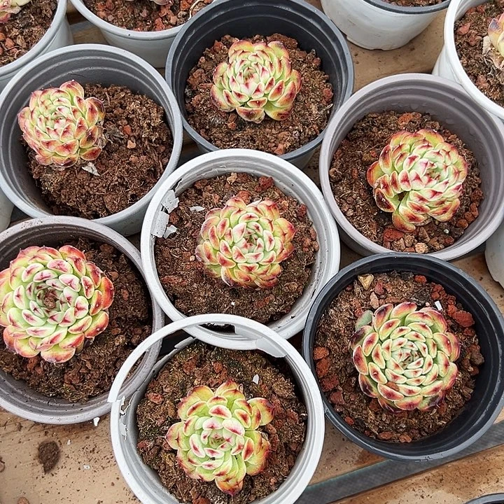 小。单头。  马塞尔。