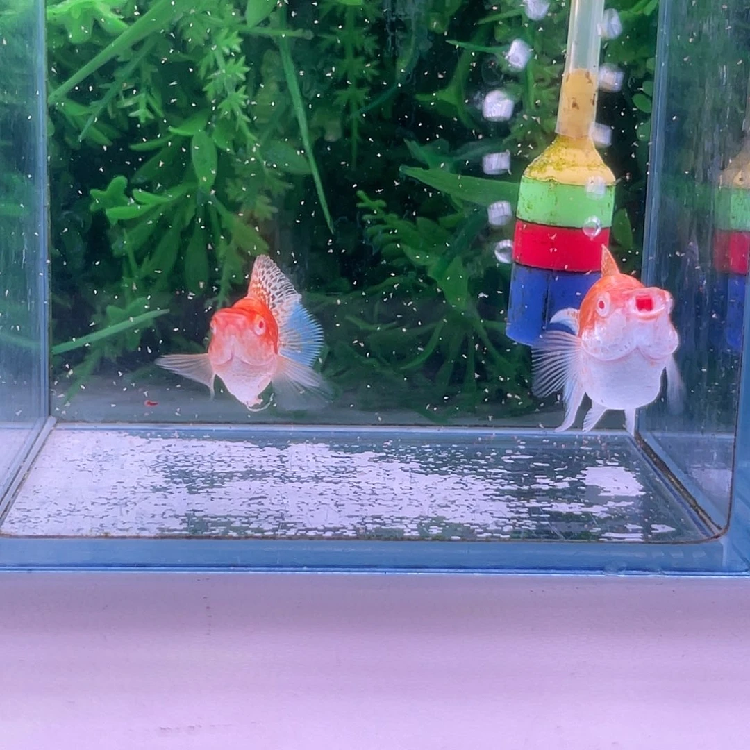 黑玛丽鱼15号玛丽1对