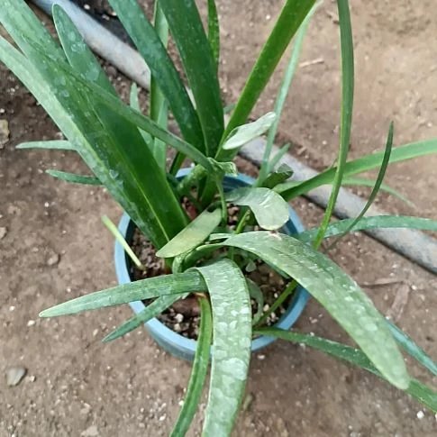 花***，完全开放令箭何花紫根兰