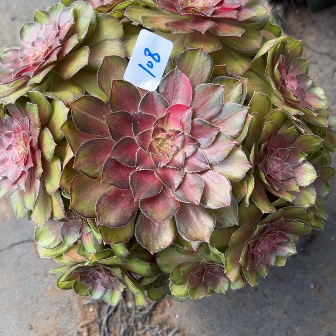 108光影多肉植物一样