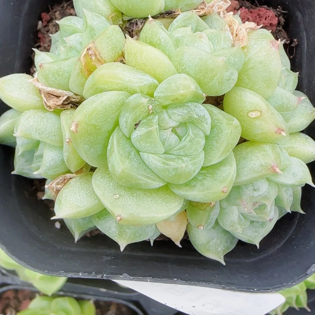 ****空花语逸镜0819-24散