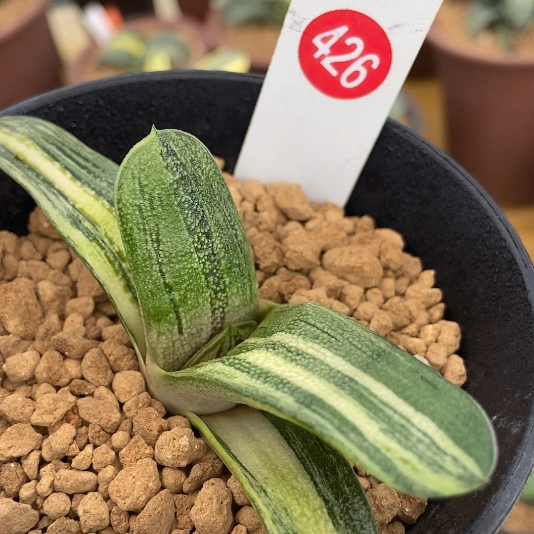 426卧牛实生锦带盆发货