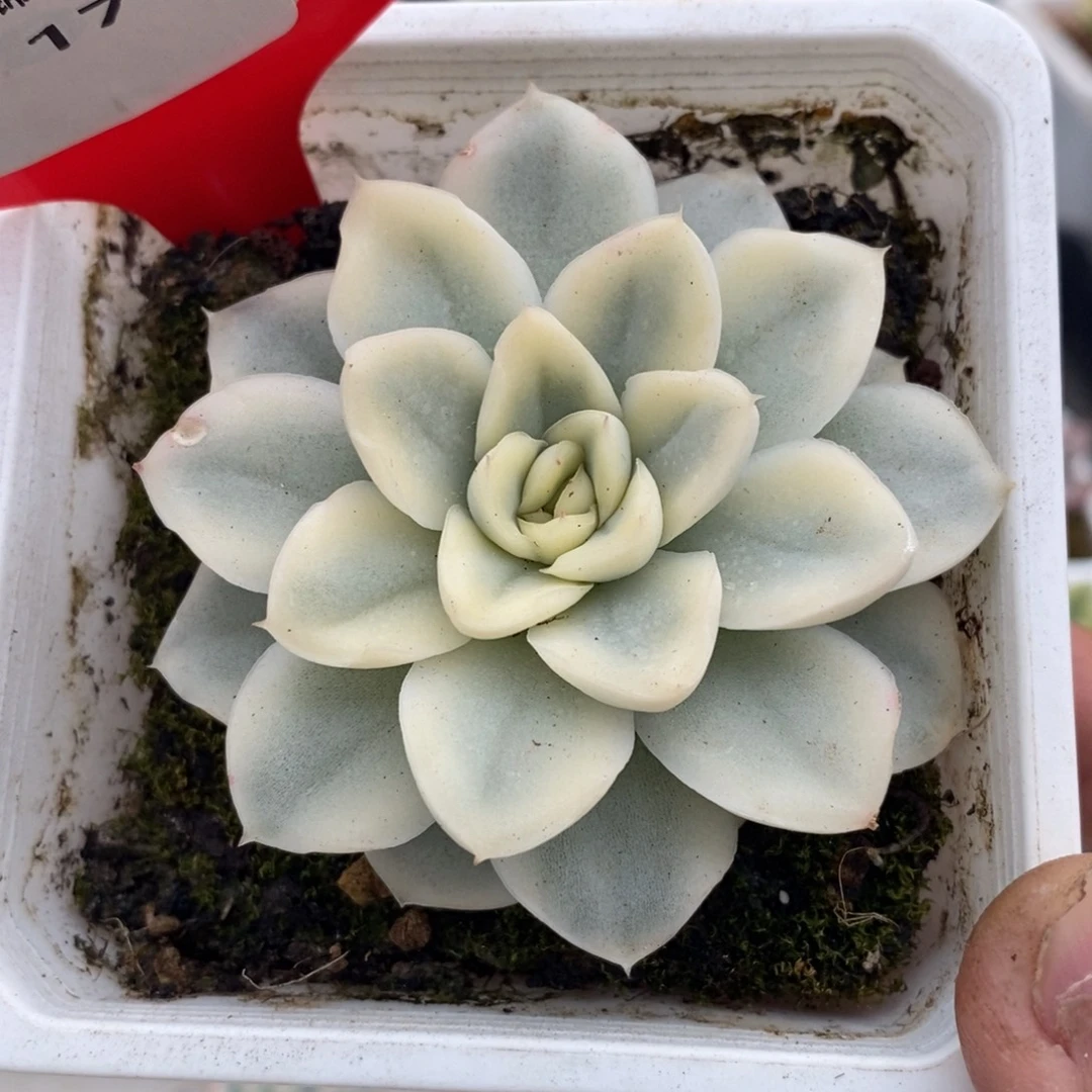 17号雪鸢锦多肉植物