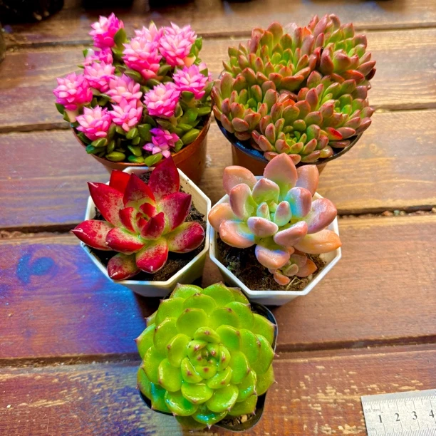 【满9.9包邮】甜蜜蜜套餐 5 盆带盆土适合办公室桌面净化空气