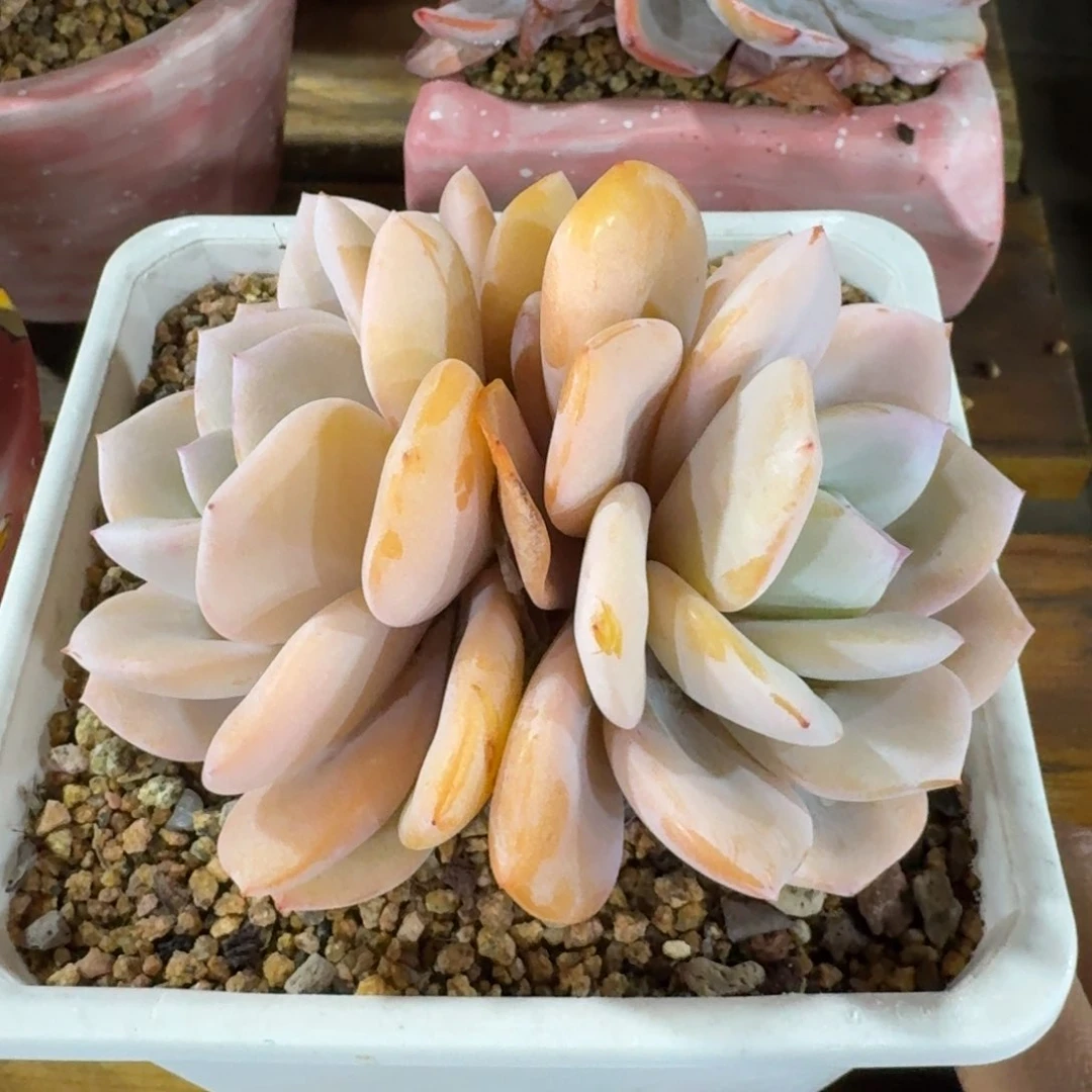 奶茶多肉植物一物一拍