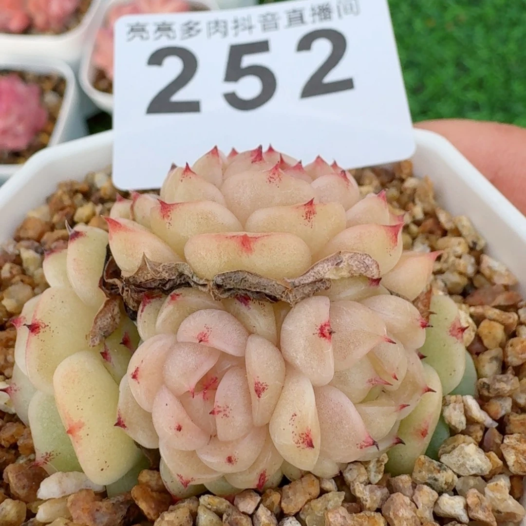 麦秆群生白底         精品多肉