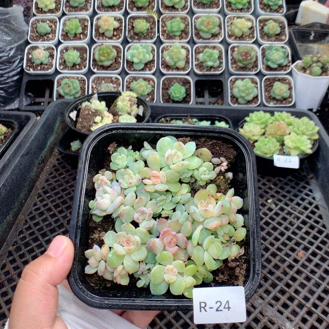 无花朵R24英语英语