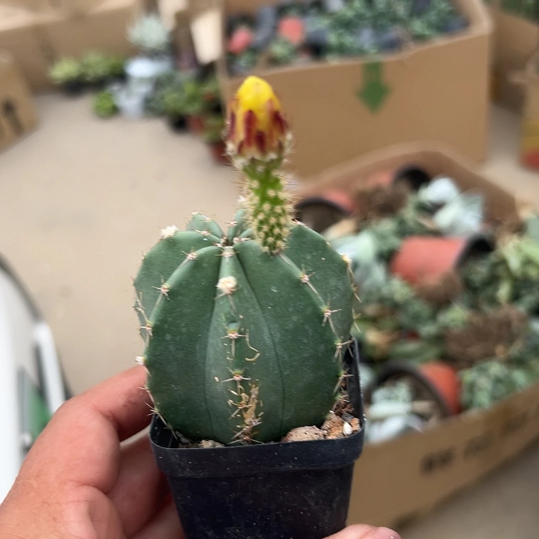 多肉植物多肉植物