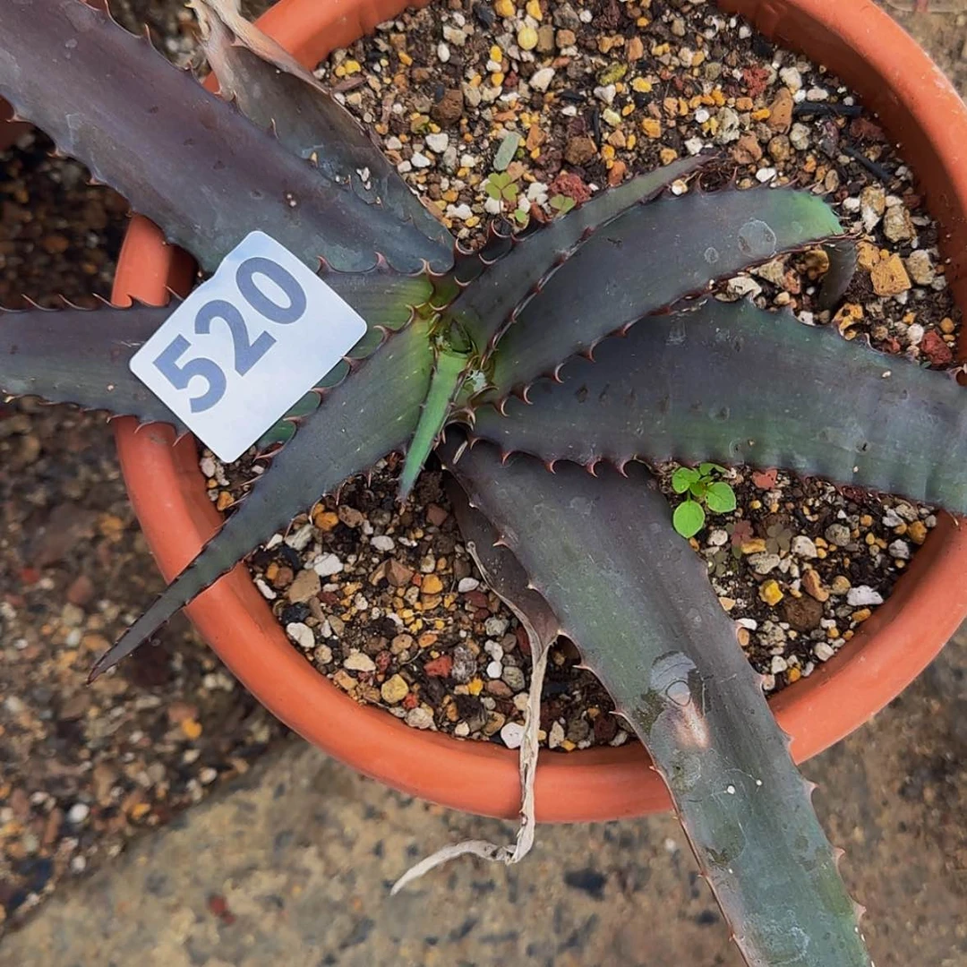 【闪购商品】牛*龙块根植物