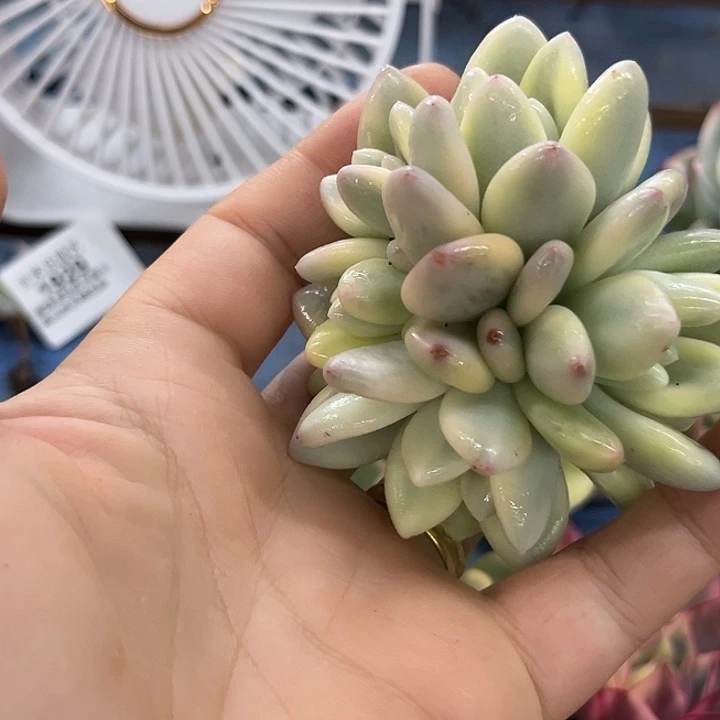 晨***》香水腹轮锦群多肉植物