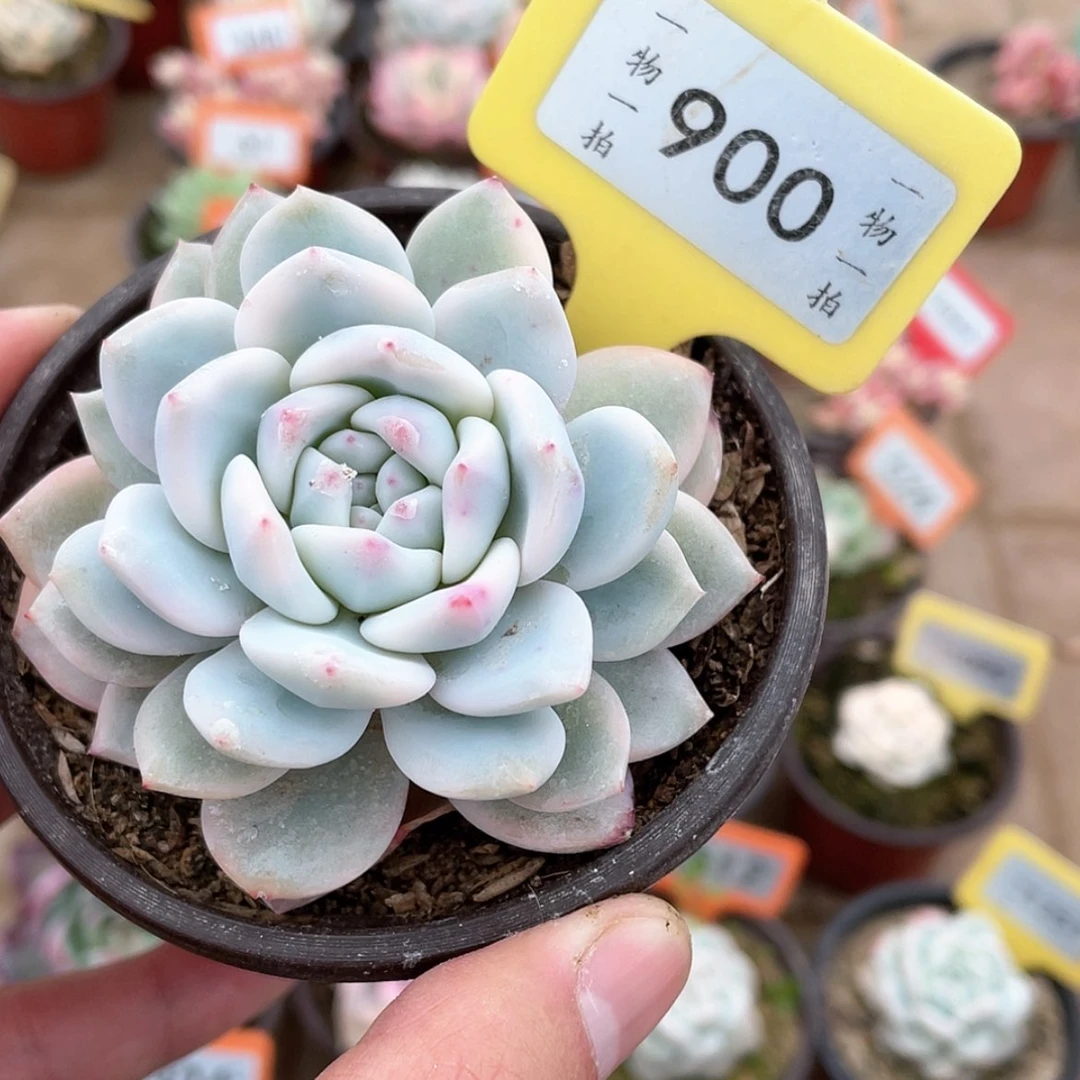 【闪购商品】900号