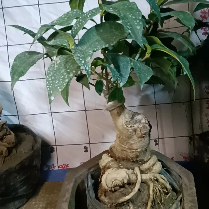 完全开放红花天香台阁