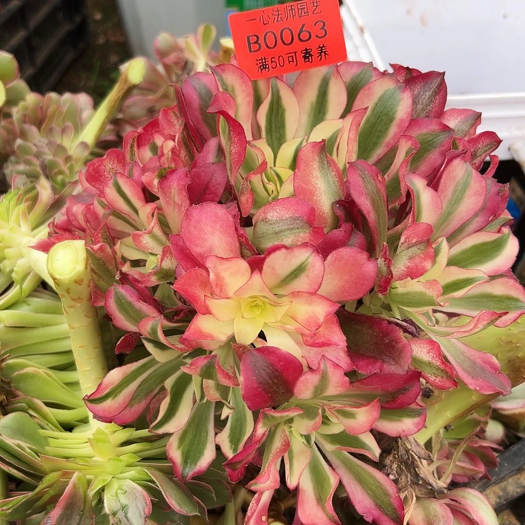 佛***照新品、063多肉植物、