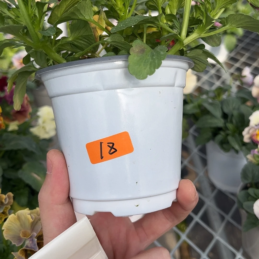 完全开放闪拍花卉。交进一屋一拍