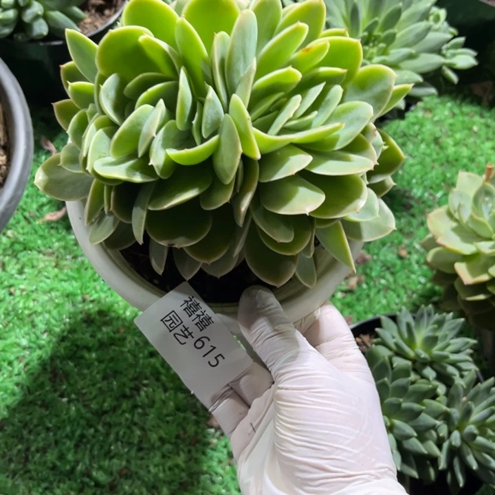 615星娜塔缀朵朵