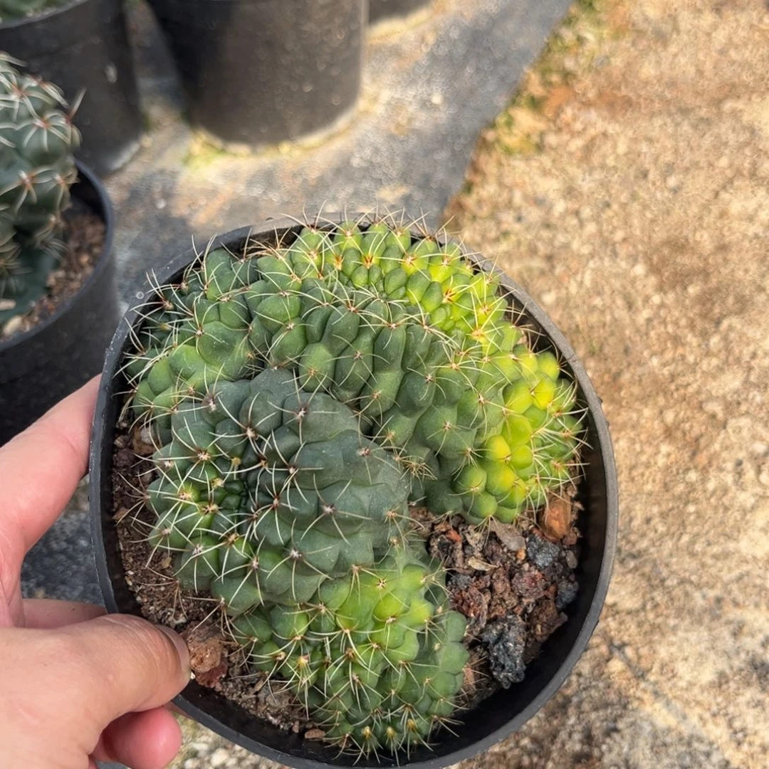 仟*实生绯花玉缀化2