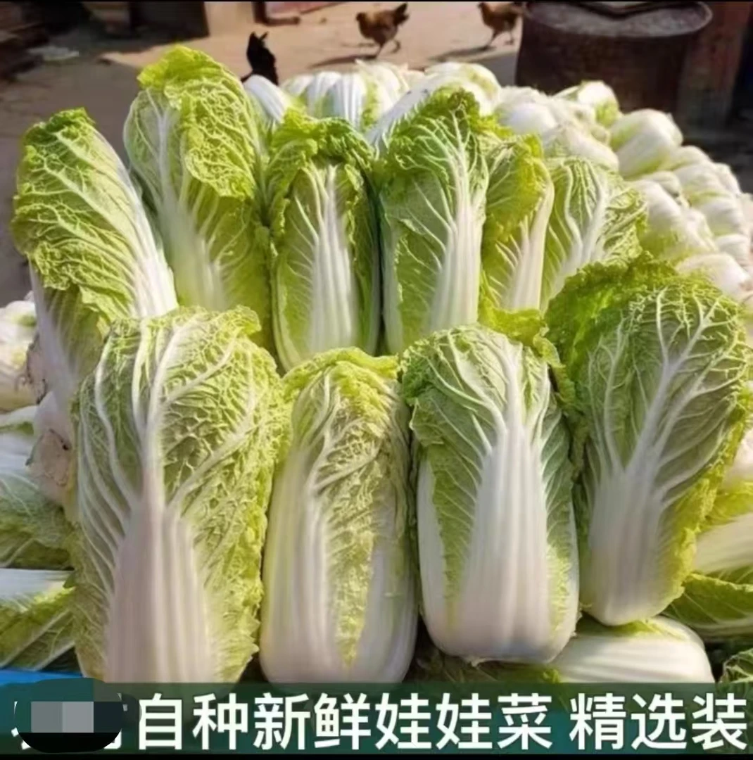 霜打新鲜生态娃娃菜露天种植正宗娃娃菜时令菜涮火锅新鲜叶菜蔬菜