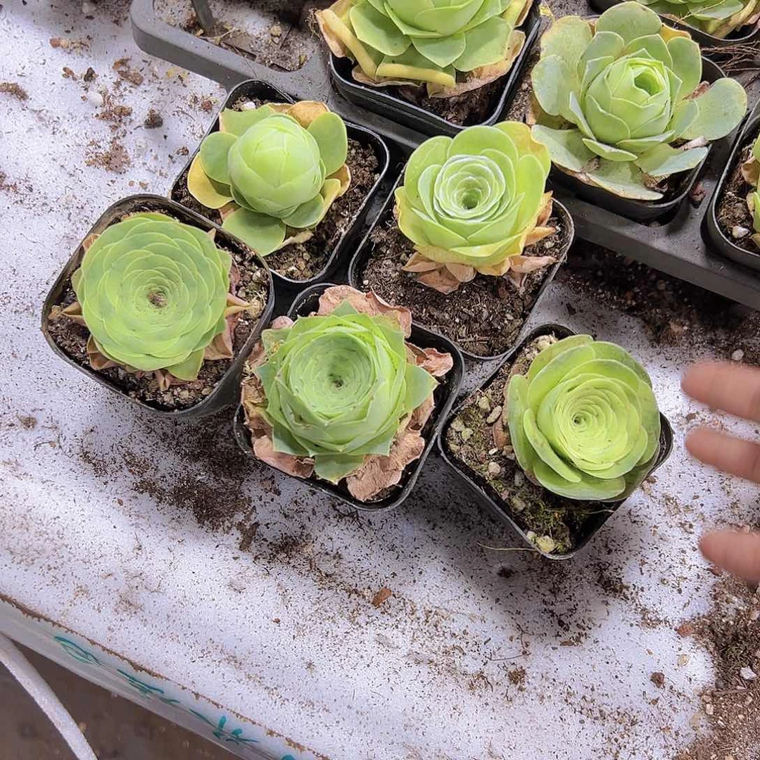 鸡蛋组合5盆玫瑰组合带盆带土