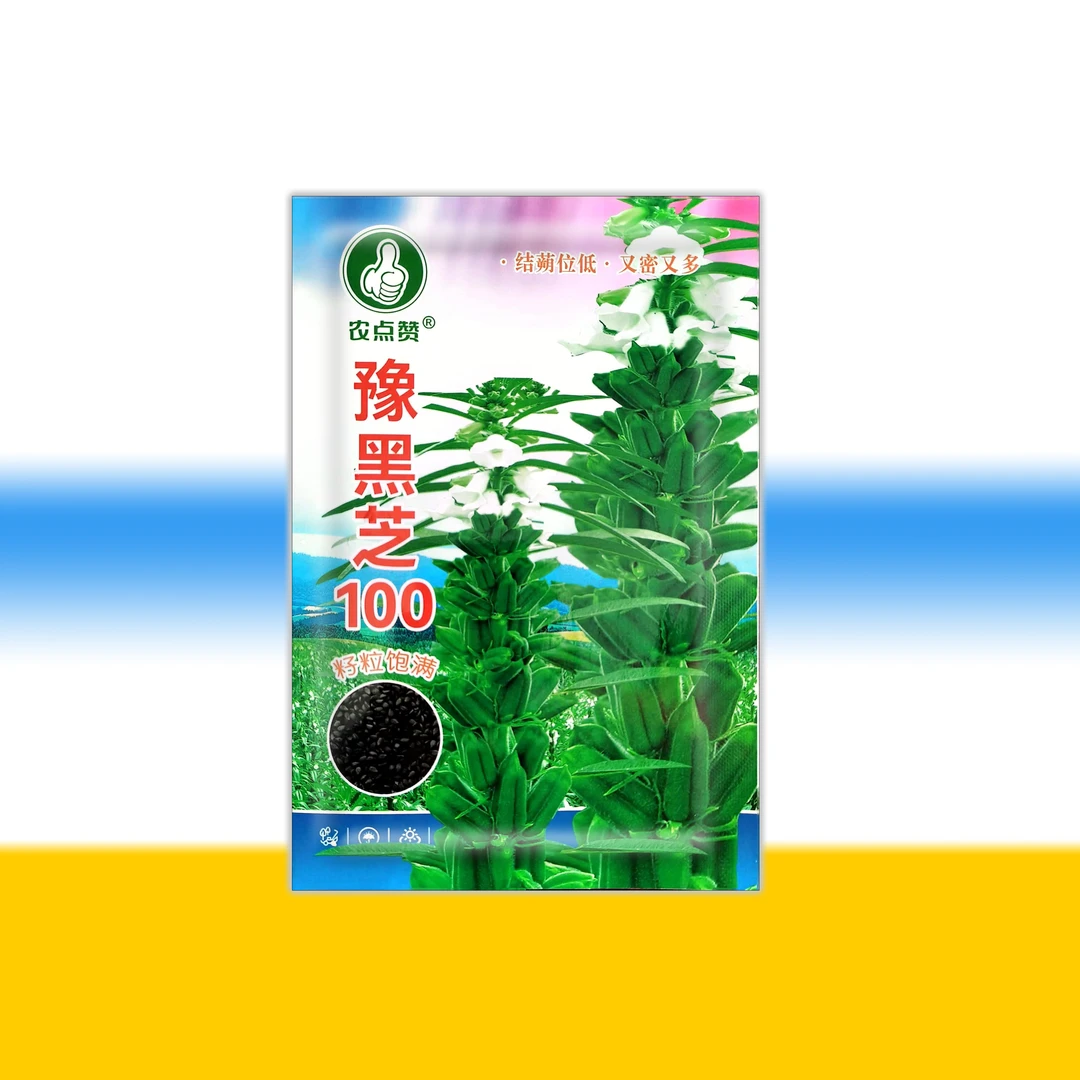 豫黑芝100黑芝麻种子香味浓耐旱产量高结荚多可套种抗病出油率高