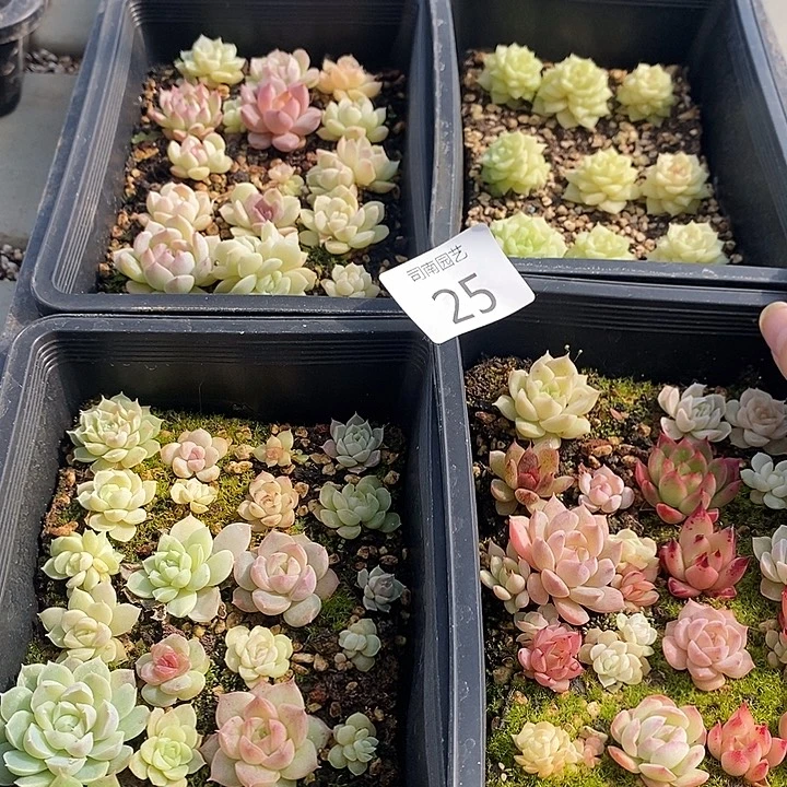 25 多肉植物盆栽花卉