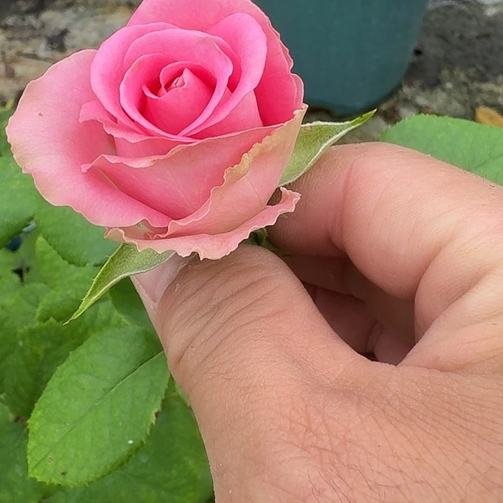 无花朵秋日柔情根接小苗