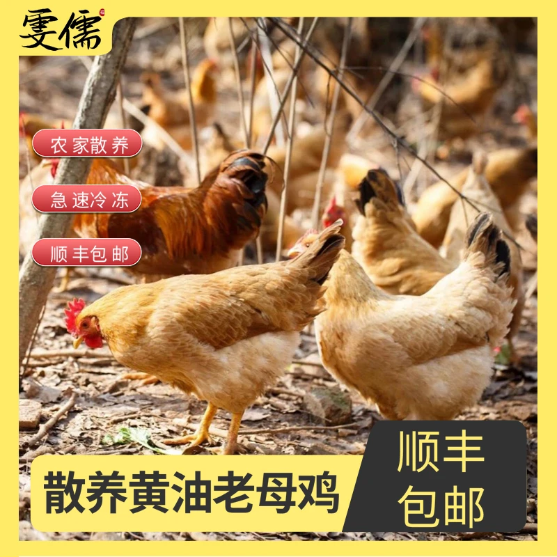 【大麦】买三送一共4只两年老母鸡 净重共8斤单只毛重3斤净重2斤