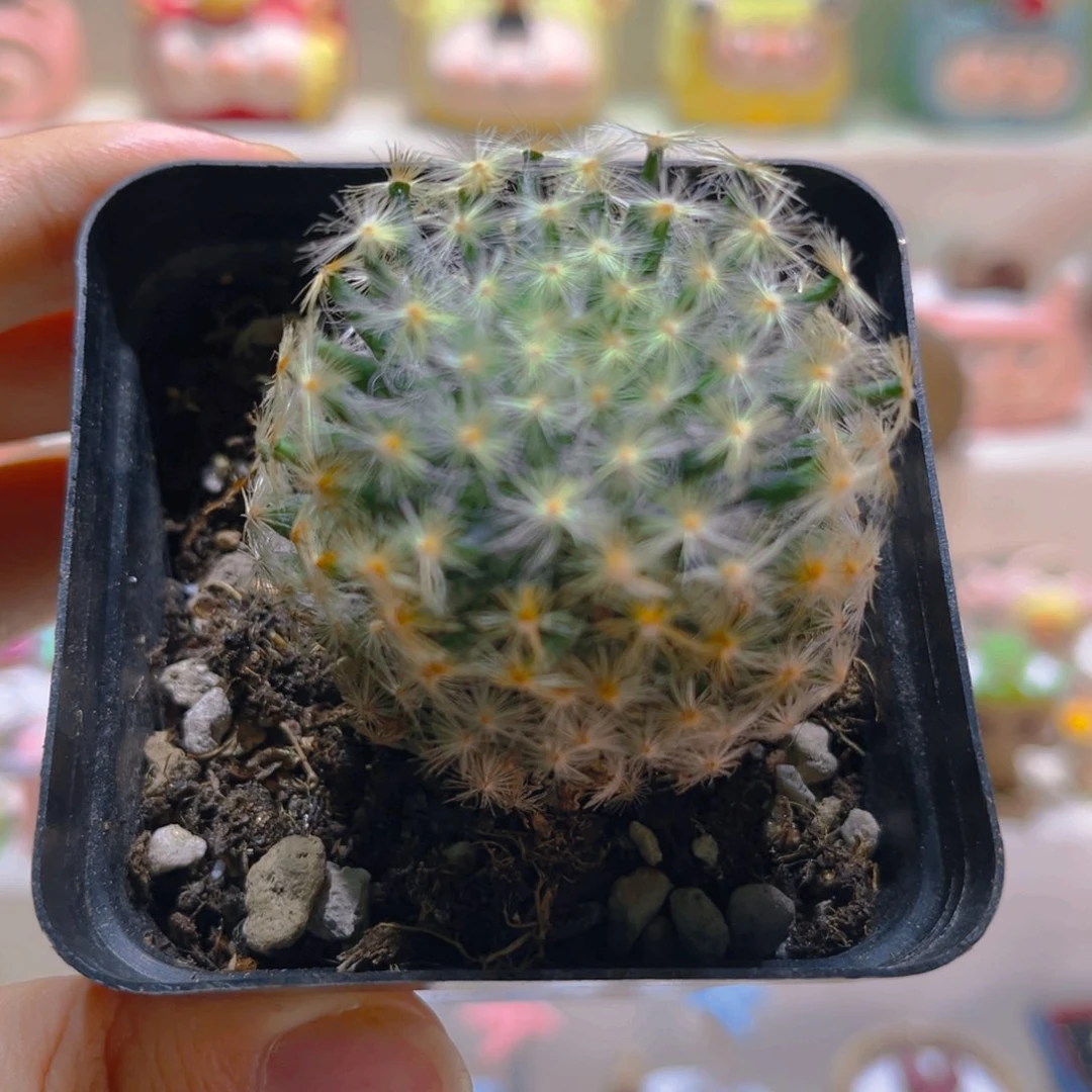 026白花明星高端仙人球