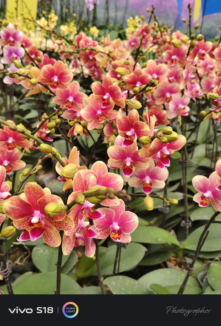 【金蝶] 蝴蝶兰花苗 3.0寸杯