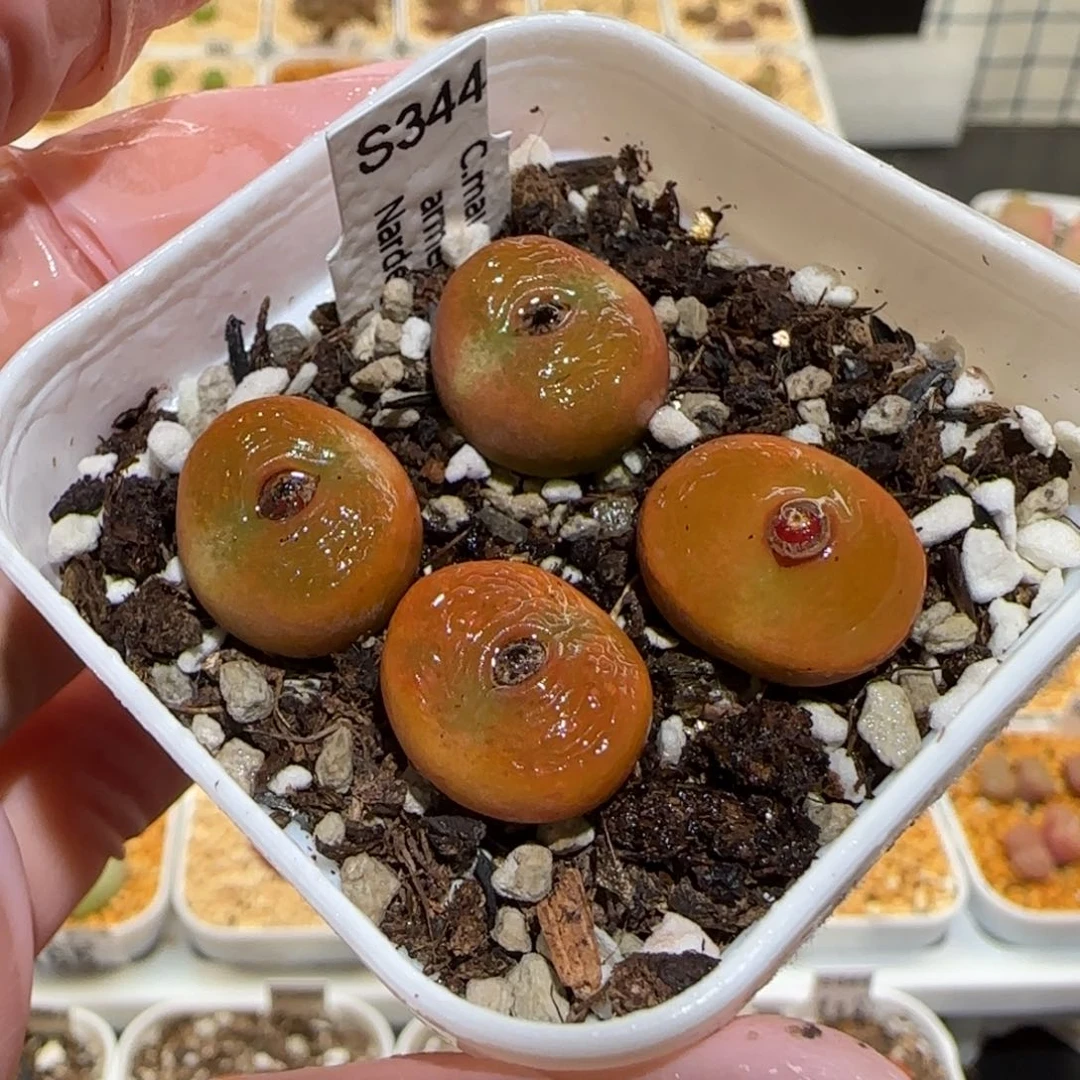 肉锥多肉植物-水蜜桃一盆225