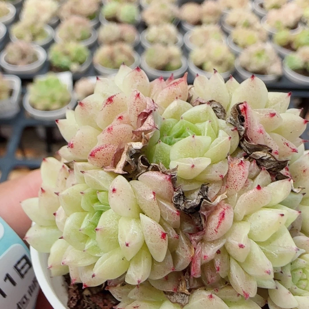 花语逸镜0511-94散