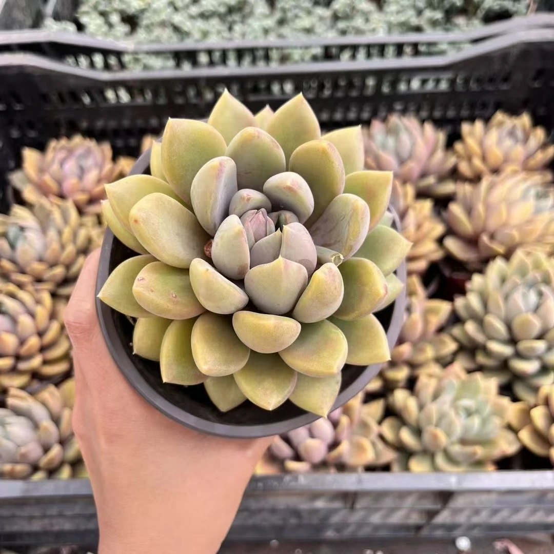 1王小二多肉象牙全店多肉任意拍满2单发货 拍满5单送一包吡虫啉