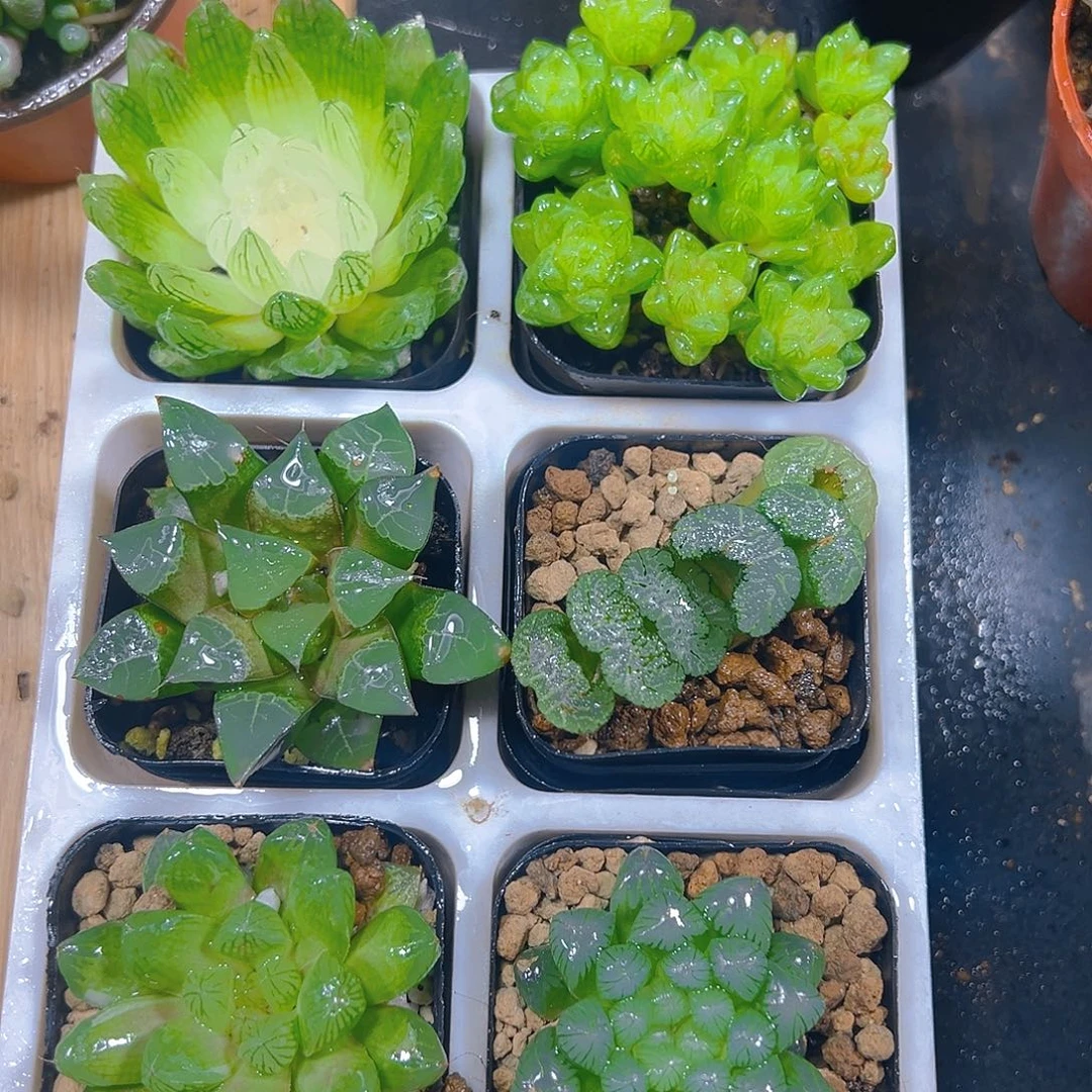 新人套餐玉露6颗多肉多肉
