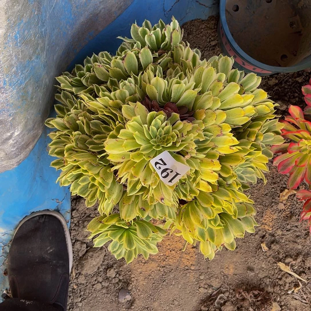 碧浪法师多肉1-36