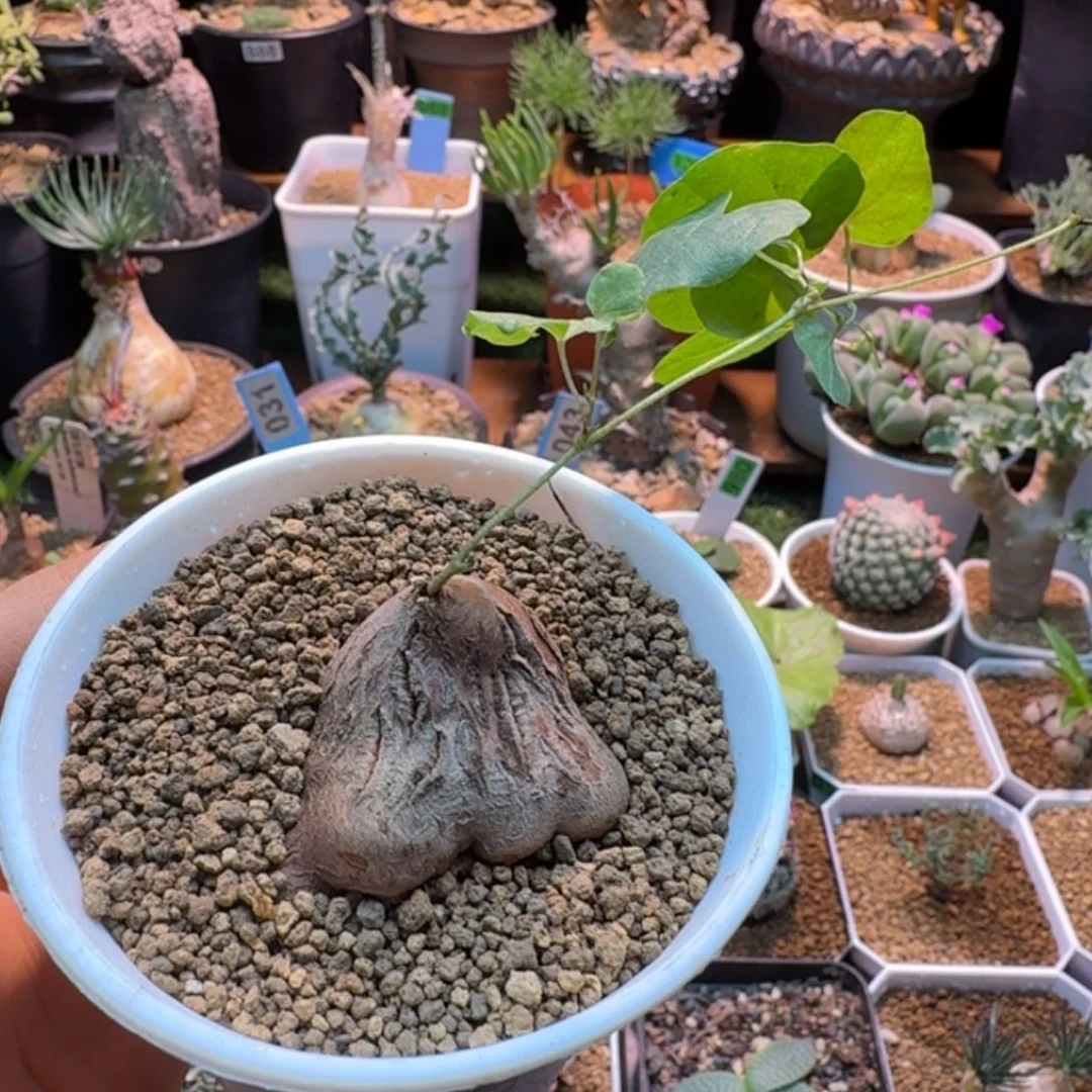 象足龟012 仙人球