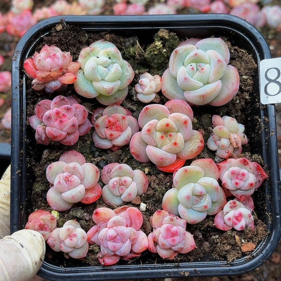 多肉植物多肉植物828