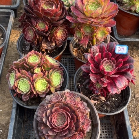 729多肉植物组合