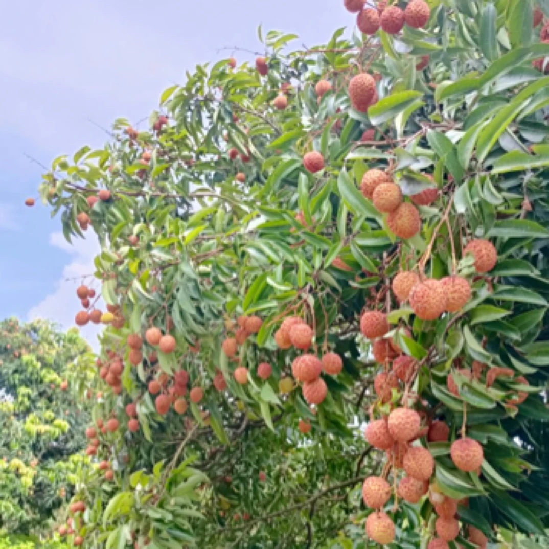 榴莲荔枝树苗.冰荔.桂味.仙进奉庭院盆栽地栽果树苗