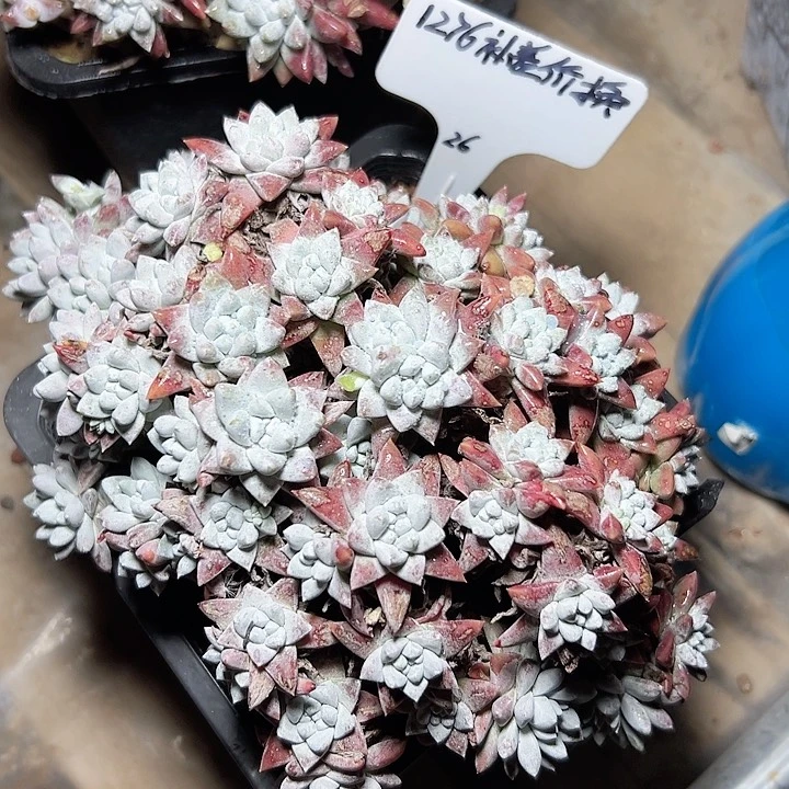 随*小鹿多肉福利多多，1276补差价换