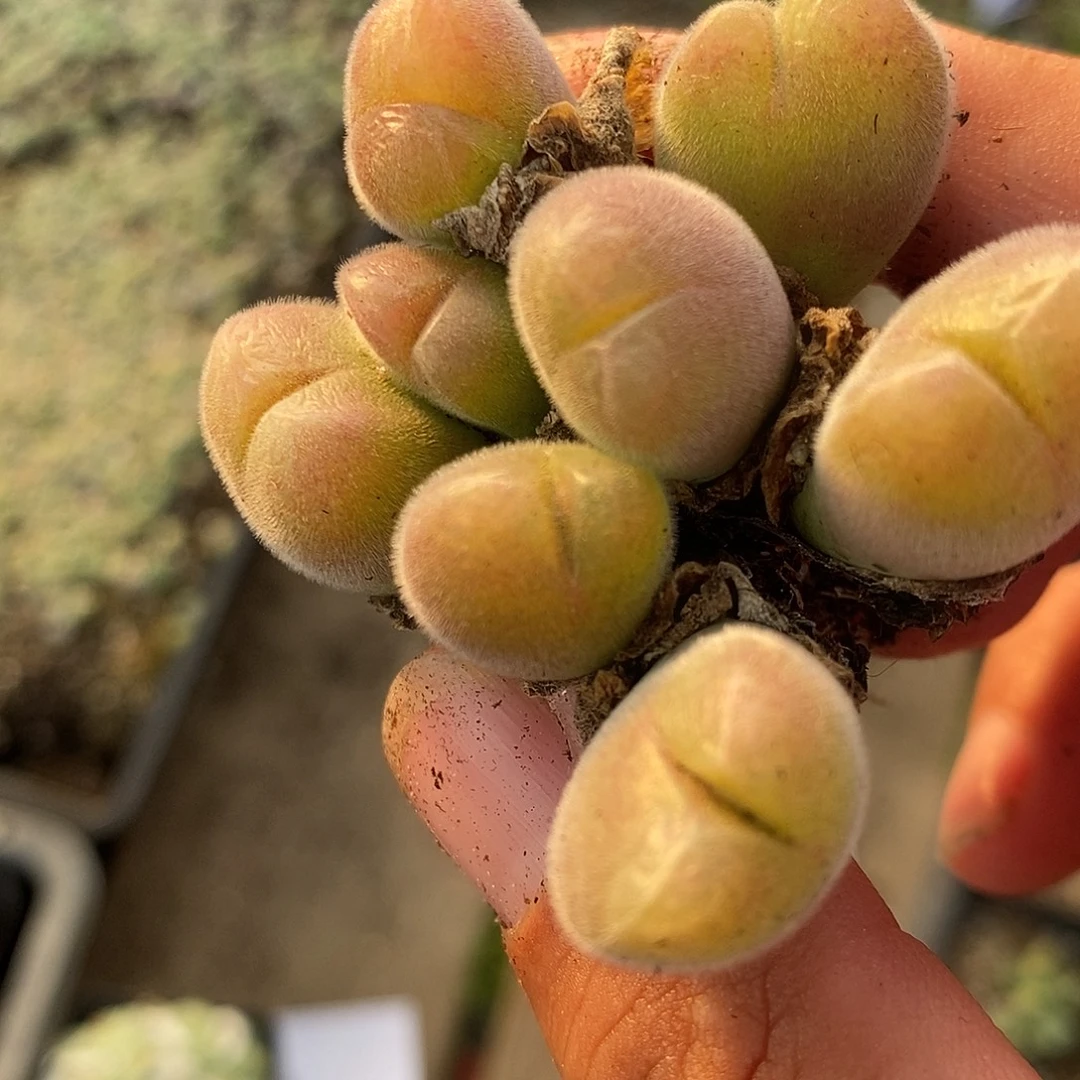 17104长毛毛翠滴一群。