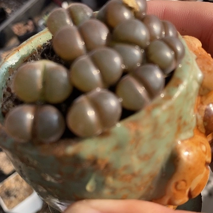 2133黑玫瑰风铃一组。