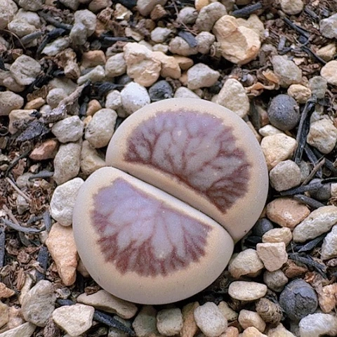 2209菊红窗菊花纹母本带盆