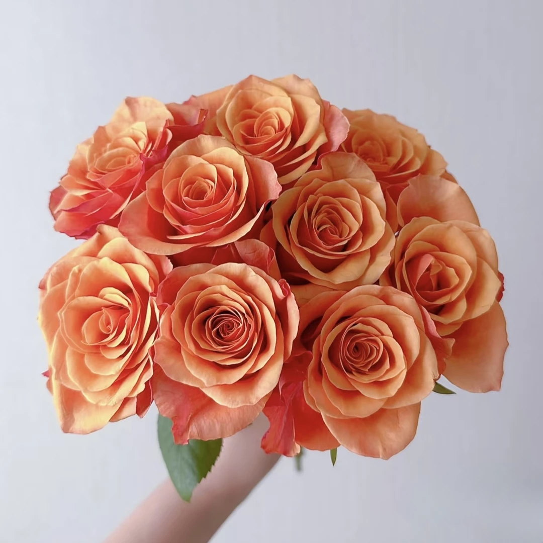 【方德】伊思班纳玫瑰20枝（无土栽培）【任意凑两单冷链包邮】