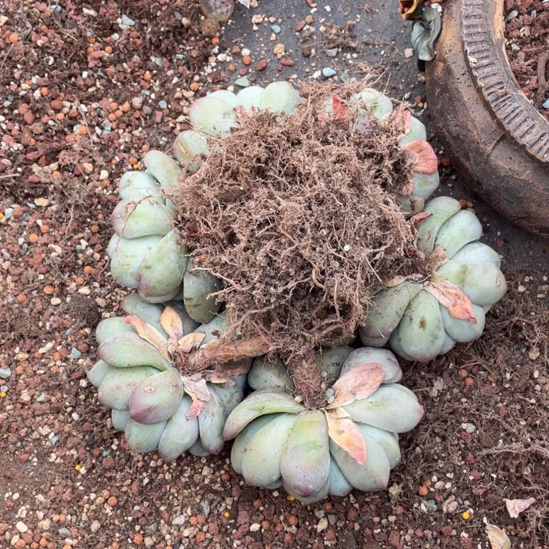 青***妆冰群生清台子不包断枝58青纱